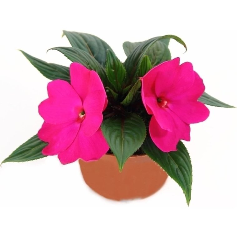 Бальзамин новогвинейский микс