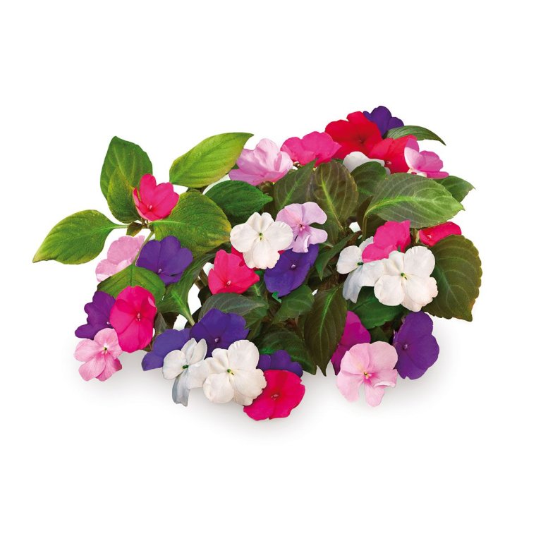 Бальзамин цветок