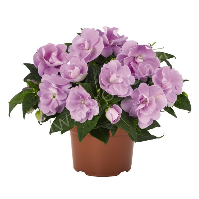 Бальзамин новогвинейский Лавандер