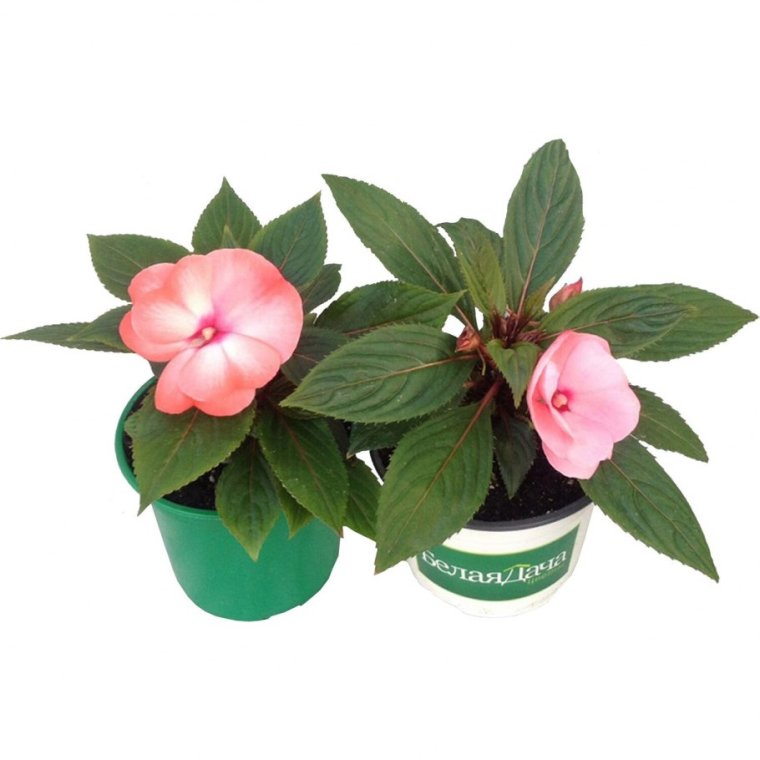 Цветок бальзамин новогвинейский