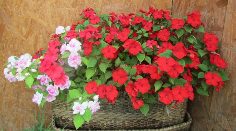 Бальзамин Империя ф1 Уоллера