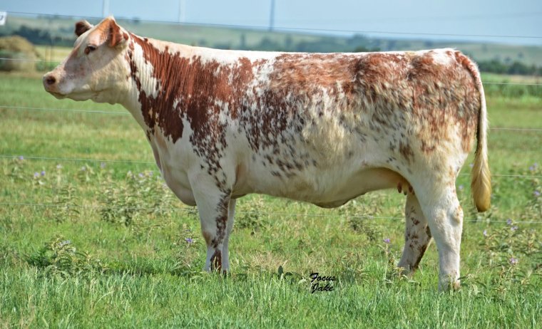 Шортгорнская порода