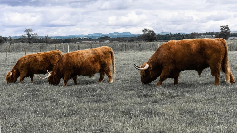Бычки хайленд порода коров