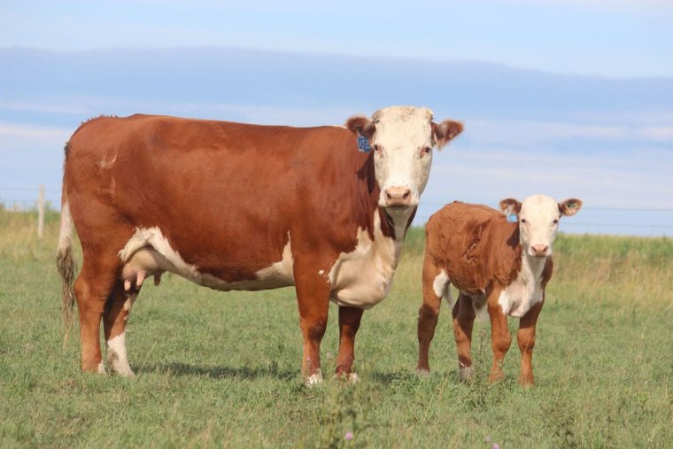 Герефордская порода коров