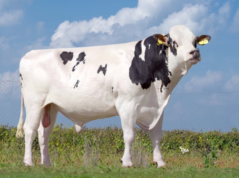 Голштино-Фризская порода коров