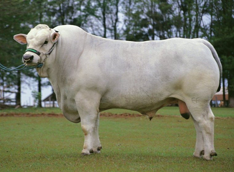 Кианская порода коров