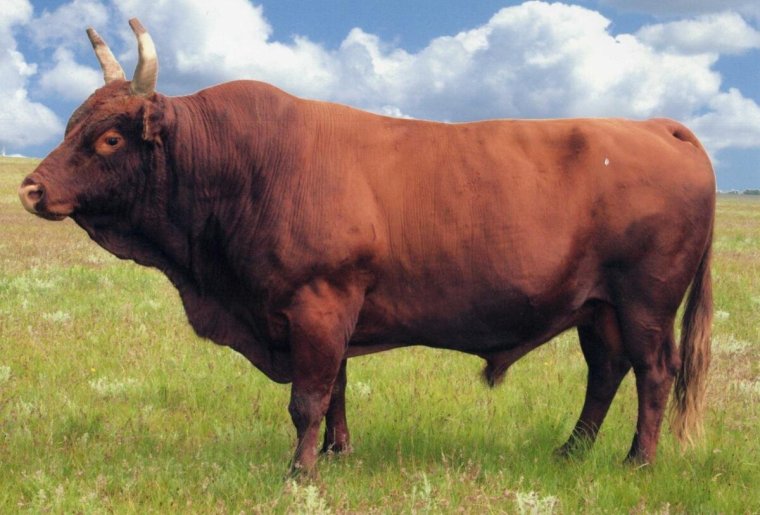 Калмыковская порода Быков