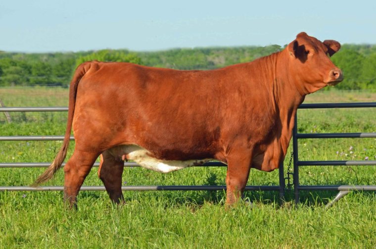 Англерская порода КРС