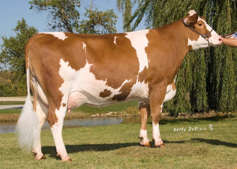 Гольштейн порода