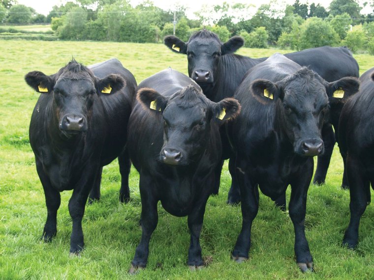 Бык "Абердин-Ангус"