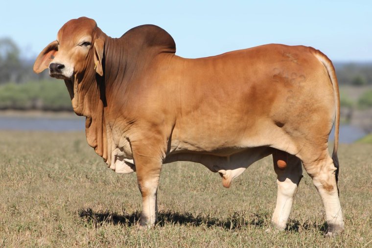 Порода Быков Браман