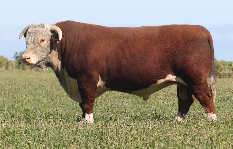 Порода Быков Герефорд Абердин