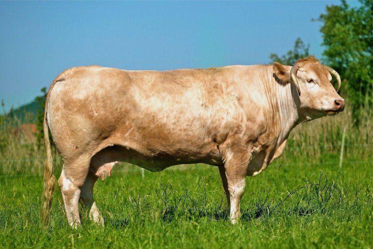 Светлая Аквитанская порода КРС