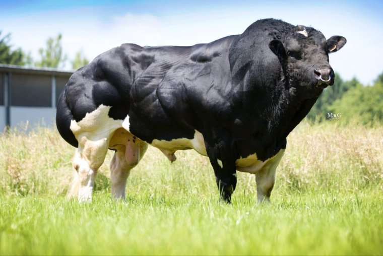 Бельгийский белоголовый бык