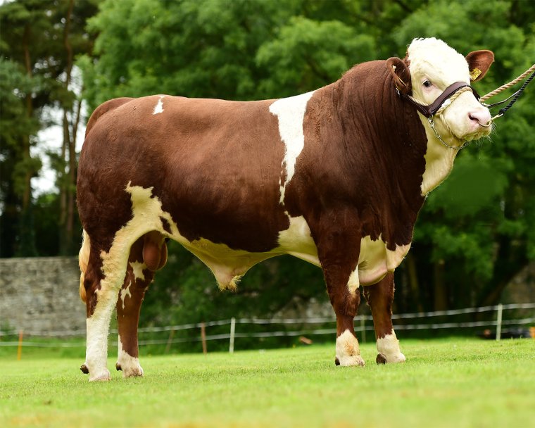 Бык симментал