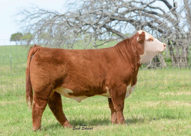 Порода Быков Герефорд