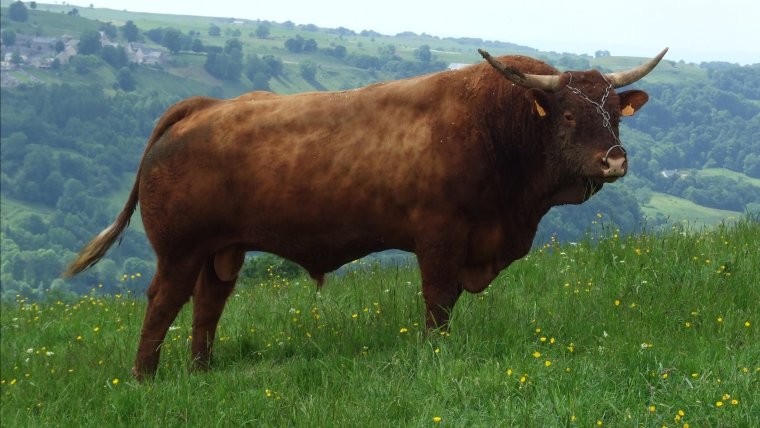 Порода Быков салерс