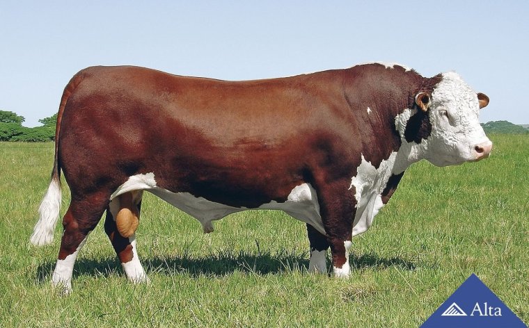 Бык породы Гольштейн