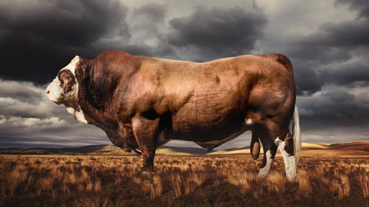 Блэк Ангус бык