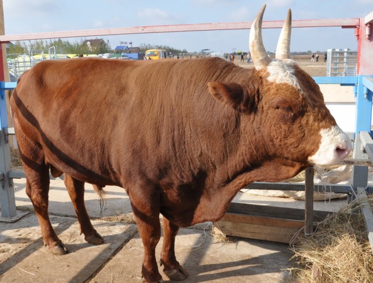 Калмыцкая белоголовая корова