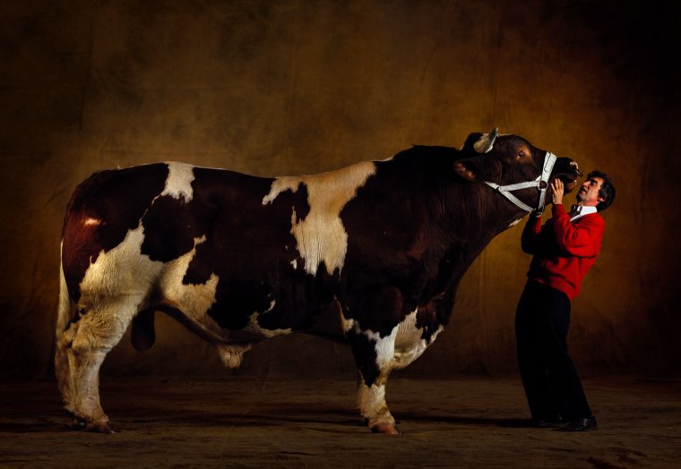 Маунт Катадин корова