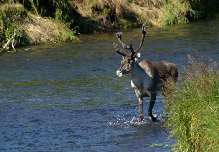 Олени плавают