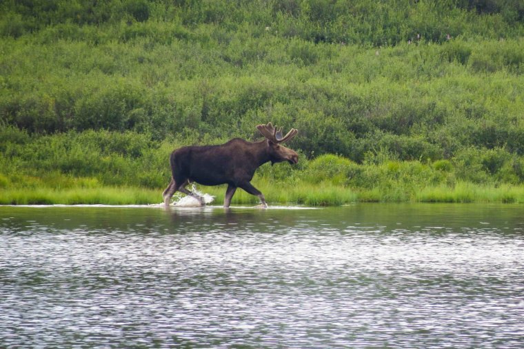 Джергинский заповедник фауна