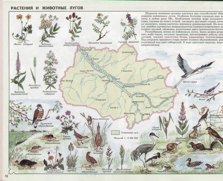 Обитатели болота Томской области
