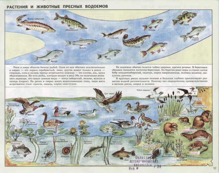 Обитатели пресноводных водоемов