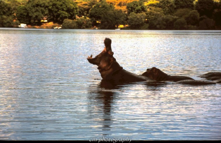 Животные реки Оби