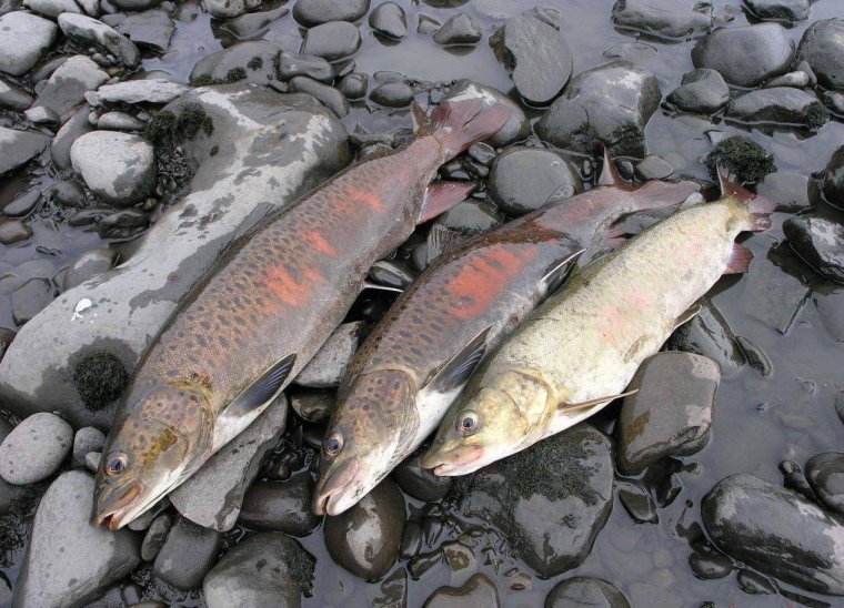 Рыбалка на тайменя на реке Лена