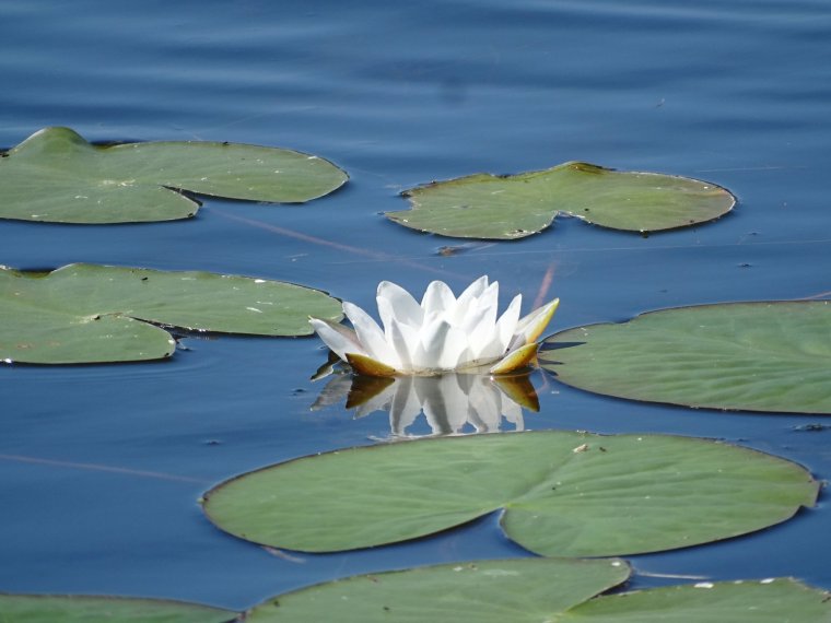 Кувшинка чисто белая красная книга