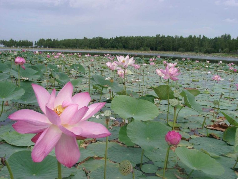 Хинганский заповедник Лотосы