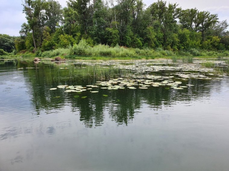 Рыба в реке Сакмара