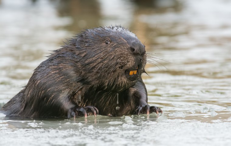 Мокрый бобер