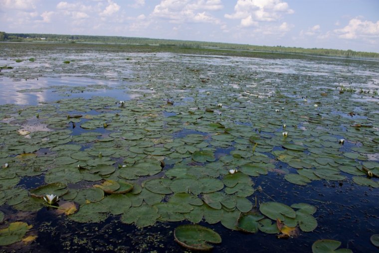 Река Обь озеро кувшинка