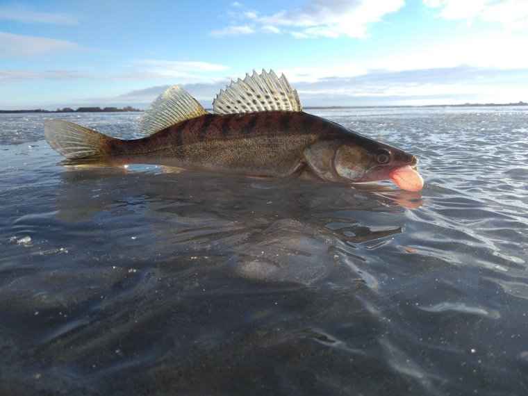 Рыбалка в Ханты-Мансийске на Иртыше