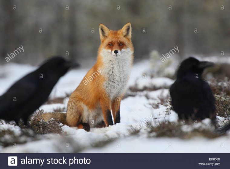 Лысые вороны