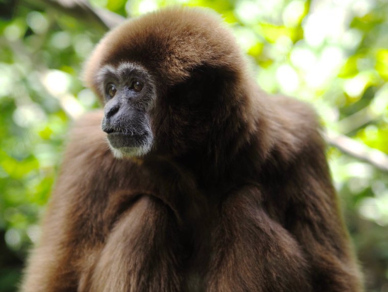 Зеленая древесная обезьяна