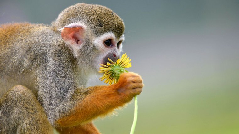 Беличий саймири