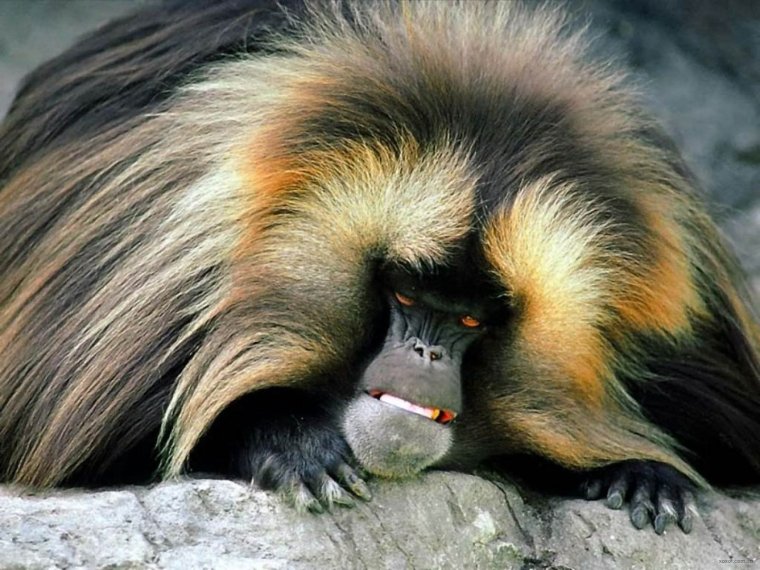Пушистая обезьяна