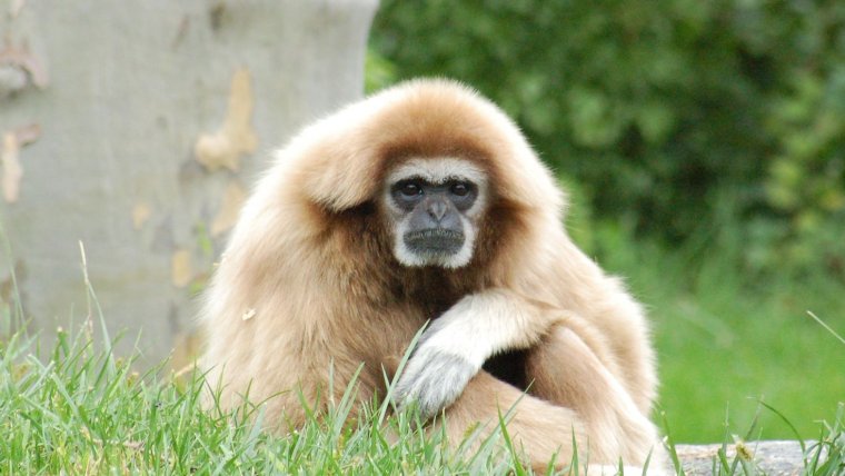 Карликовый Гиббон