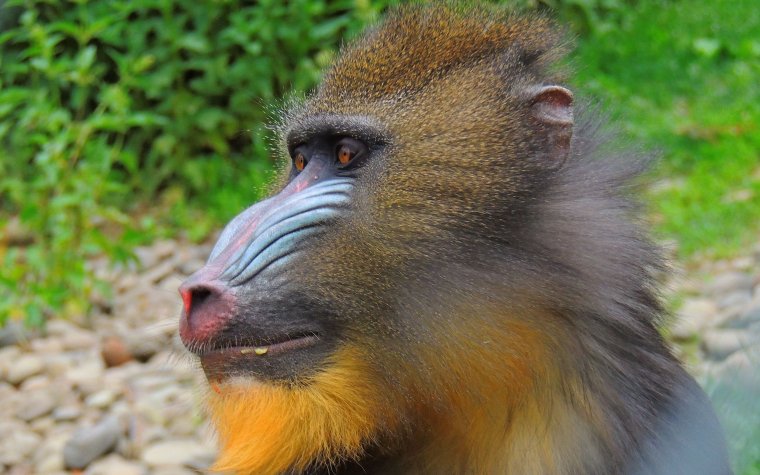 Обезьяна Рокселланов ринопитек