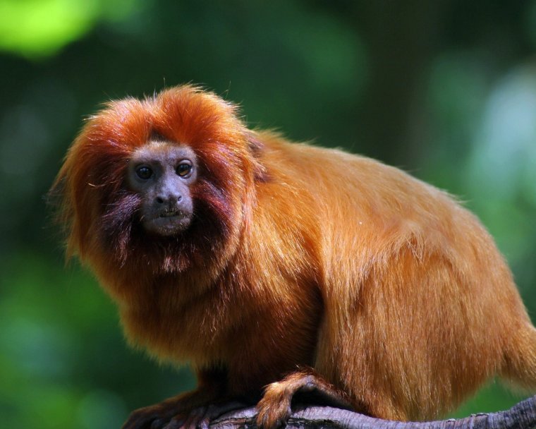 Рыжая обезьяна