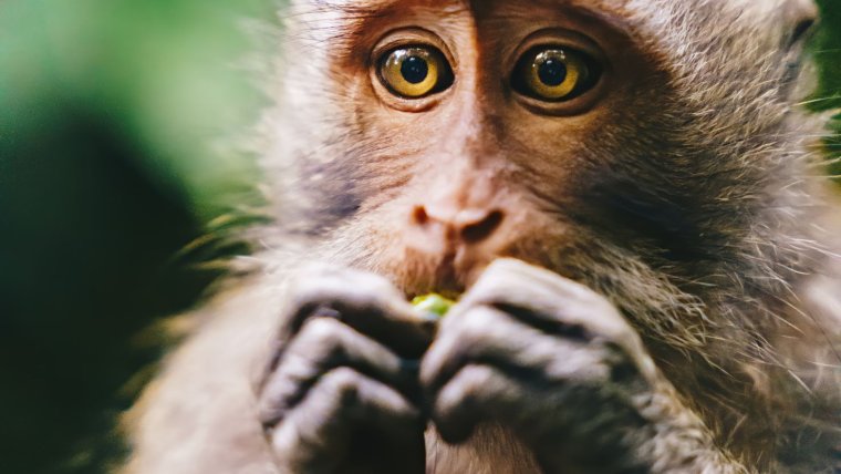 Обои с обезьянами