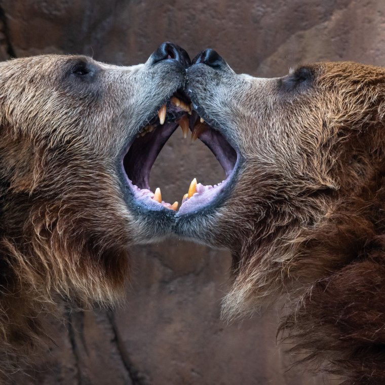 Клык медведя