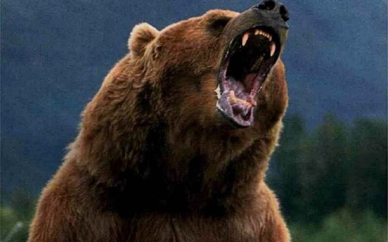 Медведь Гризли злой