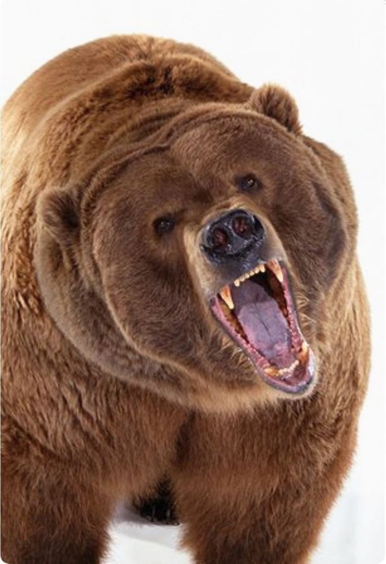 Грозный медведь Гризли