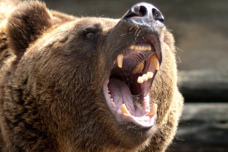 Грозный бурый медведь