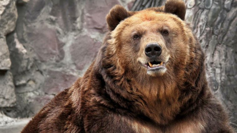 Медведь Гризли медведь Гризли